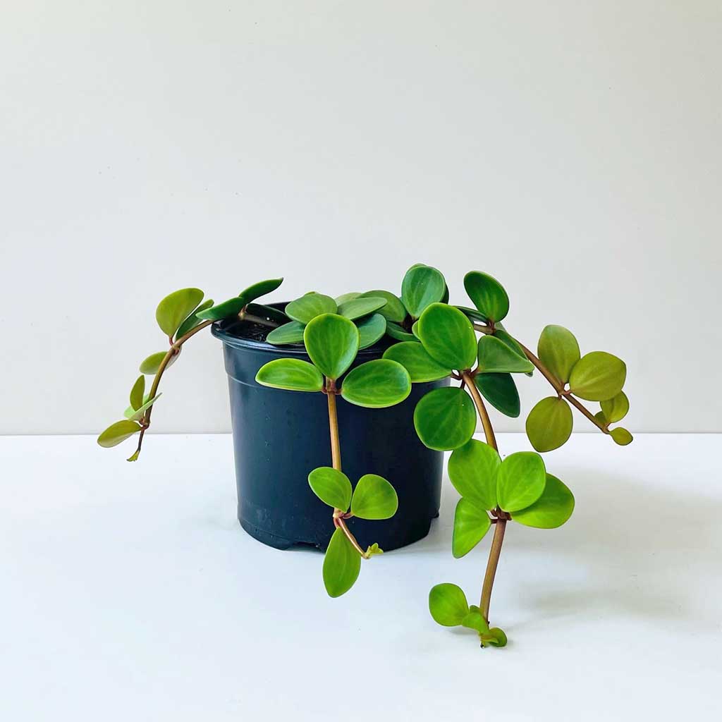 Peperomia Tetraphylla 'Hope' 14cm