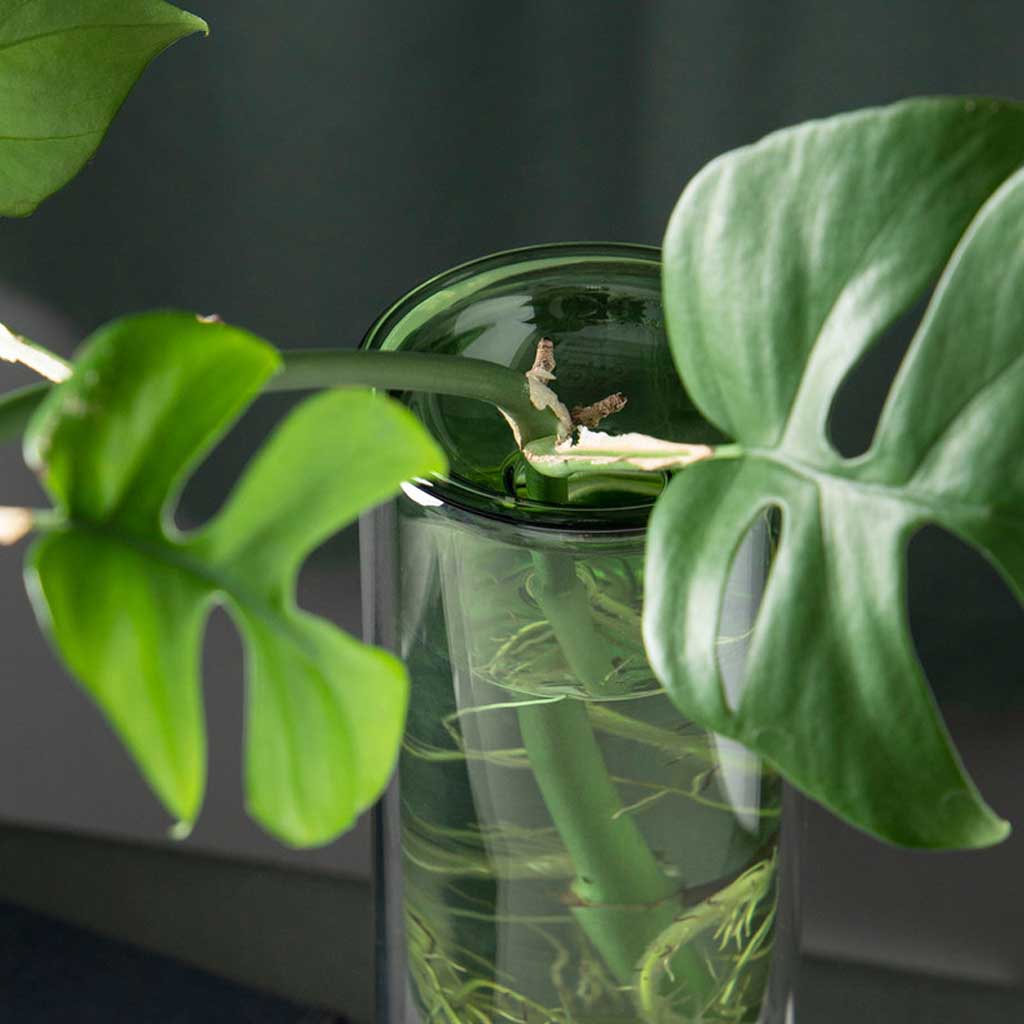 Propagation Vase